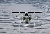 Wasserfliegen Sempachersee 2022