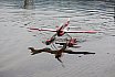 Wasserfliegen Sempachersee 2022