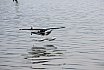 Wasserfliegen Sempachersee 2022