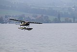 Wasserfliegen Sempachersee 2022