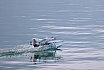 Wasserfliegen Beckenried 2023 