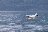 Wasserfliegen Beckenried 2023 