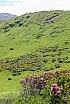 Fideriser Heuberge 2015