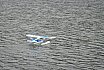 Wasserfliegen Bichelsee 2021