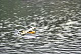 Wasserfliegen Bichelsee 2021