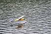 Wasserfliegen Bichelsee 2021