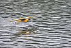 Wasserfliegen Bichelsee 2021