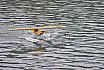 Wasserfliegen Bichelsee 2021