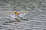 Wasserfliegen Bichelsee 2021