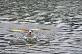 Wasserfliegen Bichelsee 2021