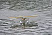 Wasserfliegen Bichelsee 2021