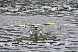 Wasserfliegen Bichelsee 2021