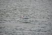 Wasserfliegen Bichelsee 2021