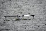 Wasserfliegen Bichelsee 2021